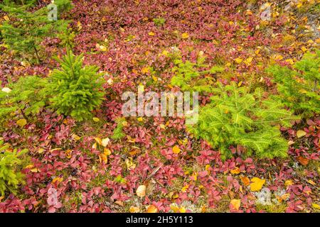 Bunchberry (Cornus canadensis) in autumn, Lake Superior Provincial Park, Ontario, Canada Stock Photo