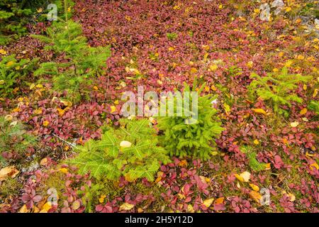 Bunchberry (Cornus canadensis) in autumn, Lake Superior Provincial Park, Ontario, Canada Stock Photo