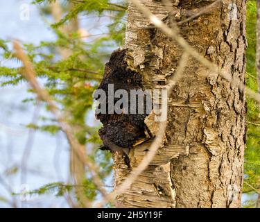 Chaga Mushroom growing on the side of a yellow birch tree in the forest with blur background.. Mushroom Image. Picture. Portrait. Stock Photo