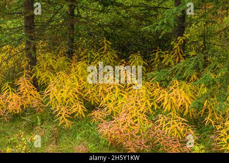 Autumn fireweed (Chamaenerion angustifolium), Banff National Park, Alberta, Canada Stock Photo