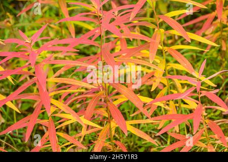 Autumn fireweed (Chamaenerion angustifolium), Banff National Park, Alberta, Canada Stock Photo