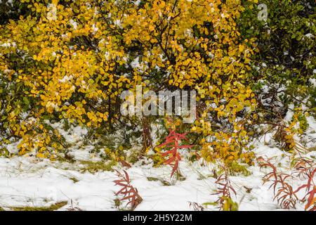 Woodland understory vegetation with fresh snow, Banff National Park, Alberta, Canada Stock Photo
