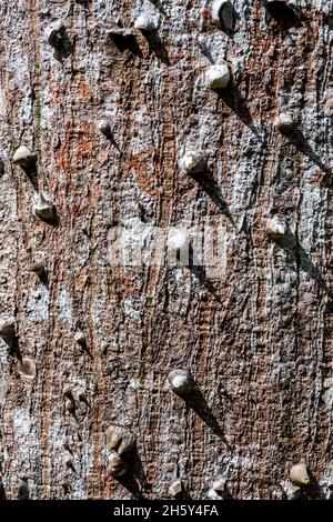 Bark of the ceiba tree, Hura crepitans, Amazon rainforest. Stock Photo