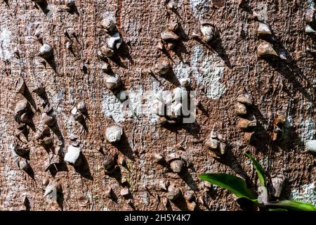 Bark of the ceiba tree, Hura crepitans, Amazon rainforest. Stock Photo