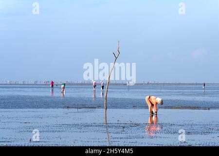 Can Gio District, Ho Chi Minh City, Vietnam - October 23, 2021: Fishermen harvest clams on the beach at low tide in Can Gio district, HCMC, Vietnam Stock Photo