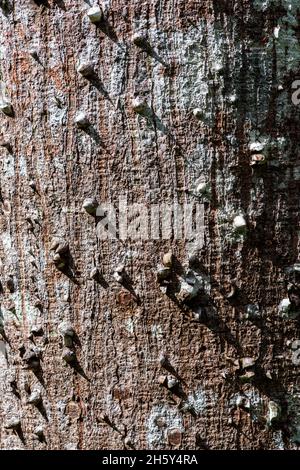 Bark of the ceiba tree, Hura crepitans, Amazon rainforest. Stock Photo