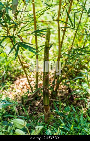 branches and tender shoots of Bambusa Vulgaris Stock Photo