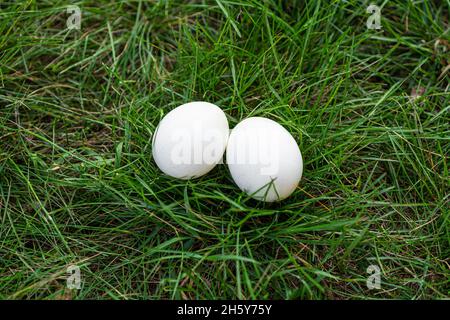 chicken egg- palatable profitable dietary natural product husbandry. two white chicken eggs are lying on the green grass. Stock Photo