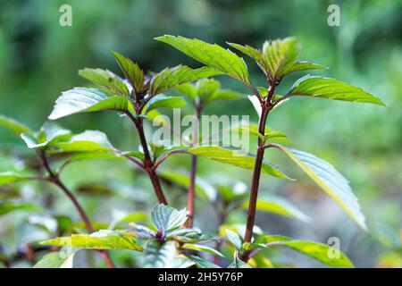 Basil leaves. The fragrant seasoning grows in a garden bed Stock Photo