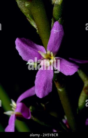 Grass Trigger Plant flowers (Stylidium Graminifolium) vary in colour from pale pink to purple - like this one found at Baluk Willam Reserve, Victoria. Stock Photo