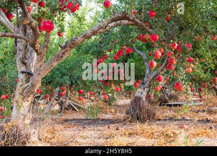 A pomegranate orchard with rows of trees with ripe fruits on the branches. Israel Stock Photo