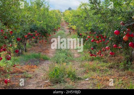 A pomegranate orchard with rows of trees with ripe fruits on the branches. Israel Stock Photo