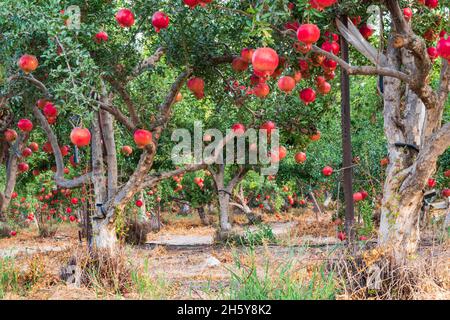 A pomegranate orchard with rows of trees with ripe fruits on the branches. Israel Stock Photo