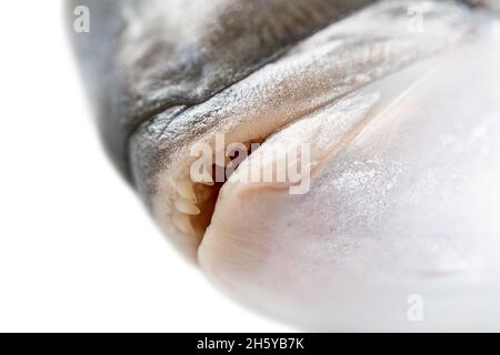 dorado fish, mouth close-up on a white background Stock Photo