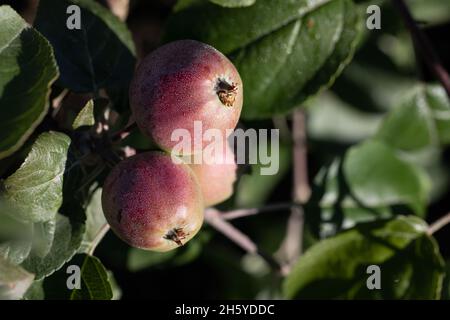 Several red rosy wet ripe apples on branch surrounded by greenery on natural background, selective fiocus. Preparation of sider, compote, jam. Botanic Stock Photo