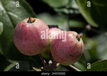 Several red rosy wet ripe apples on branch surrounded by greenery on natural background, selective fiocus. Preparation of sider, compote, jam. Botanic Stock Photo