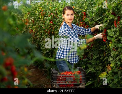Woman farmer picking cherry tomatoes in greenhouse Stock Photo