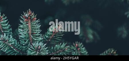 banner with pine branches on dark copy space Stock Photo