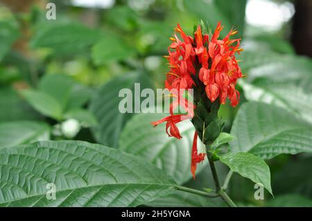 Close up of Pachystachys coccinea or the Cardinals guard flower green background. This flower can grow to be two to six feet tall, though cultivated p Stock Photo