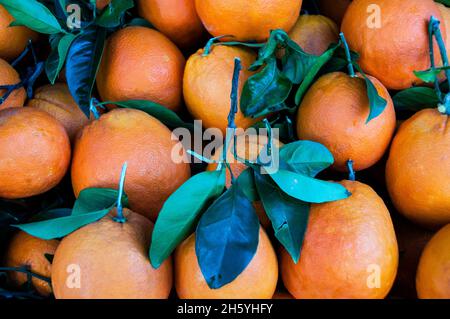 Oranges in southern Sorrento on the Bay of Naples, Italy. Stock Photo