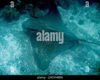 Bat ray (Myliobatis californica) at California, Channel Islands NMS Stock Photo