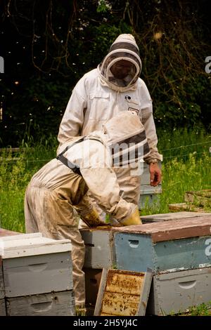 Beekeepers wearing protective clothing work with their bee hives ca. 2017
