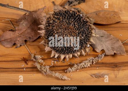 A dry sunflower on a wooden cutting board with dried flowers and leaves Stock Photo