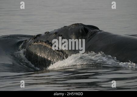 North Pacific Right Whale (Eubalaena japonica) Stock Photo