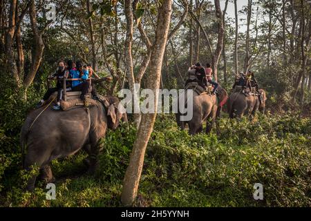 November 2017. Tourists take jungles safaris on elephants in hopes of viewing a Greater One-horned Rhinoceros (Rhinoceros unicornis). Bagmara Buffer Zone. Sauraha, Chitwan District, Nepal.
