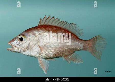 Lutjanus campechanus from the Gulf of Mexico Stock Photo