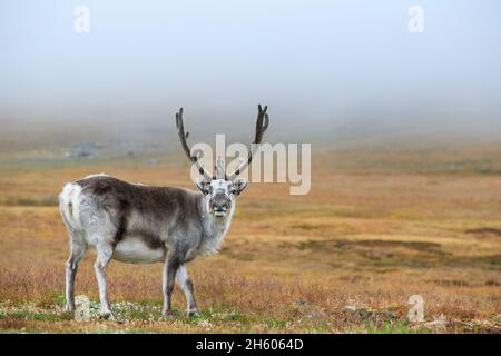 Reindeer (Rangifer tarandus platyrhynchus) eating. Longyearbyen, Svalbard, Norway, Europe Stock Photo