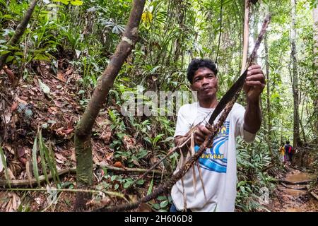 July 2017. Catalino Balajon harvests ratan from the local forest ...