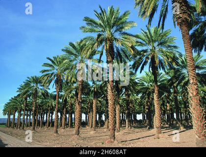 Date trees growing in Yuma, Az ca. 2011 or earlier Stock Photo