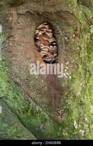 ARtist Fungus; Ganoderma applanatum; in Tree Hole; Grafitti Carved into Tree; UK Stock Photo