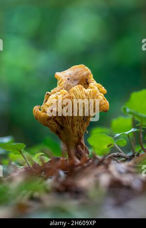 Chanterelle Fungi; Cantharellus cibarius; UK Stock Photo