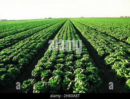 Lettuce in Yuma AZ ca. 2011 or earlier Stock Photo