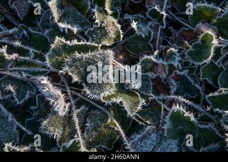 Frost on Ivy Leaves; Winter; UK Stock Photo