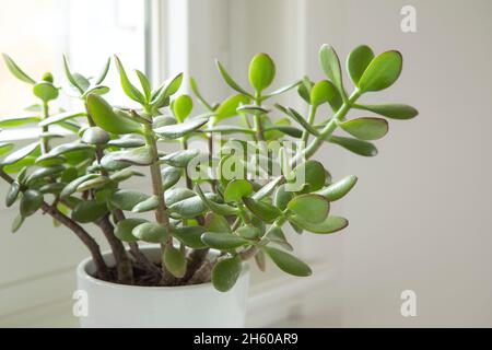Crassula ovata, jade plant close-up. House plant in pot on window sill with lush green leaves. Succulent in home garden. Stock Photo