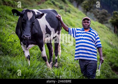 September 2017. Simeo Ntawuruhunga received a cow from the Nkuringo Community Conservation and Development Foundation (NCCDF) as part of their heifer program. He breeds the cow, keeps the calf thus starting to build his herd, and passes the original cow to the next in line in the heifer program. He now has 6 cows producing milk he can sell locally. Bulls when born are sold for meat. Nkuringo, Uganda. Stock Photo