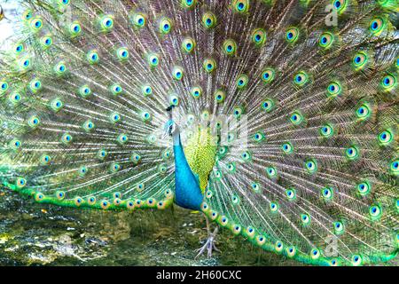 Close up of a elegant Indian male peacock bird displaying his beautiful feather tail in a public park Stock Photo
