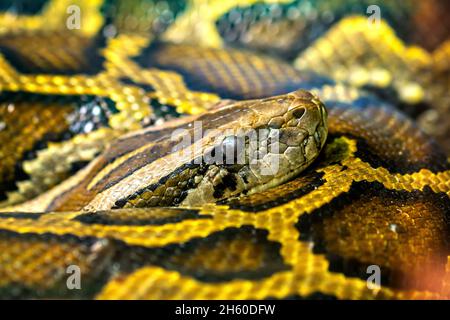 The Burmese python curled up to sleep in the zoo. This is a large snake with an average length of 6 meters living in the jungle, feeding on reptiles Stock Photo