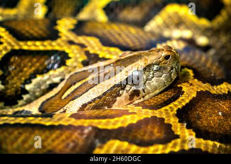 The Burmese python curled up to sleep in the zoo. This is a large snake with an average length of 6 meters living in the jungle, feeding on reptiles Stock Photo