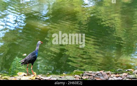 Western swamphen bird standing looking for food on the riverbank in a public park. This is a large bird of the family of waterfowl that lives in swamp Stock Photo