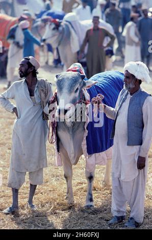 Pakistan, Balouchistan, annual camel fair of Sibi Stock Photo