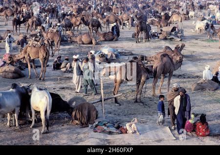 Pakistan, Balouchistan, annual camel fair of Sibi Stock Photo