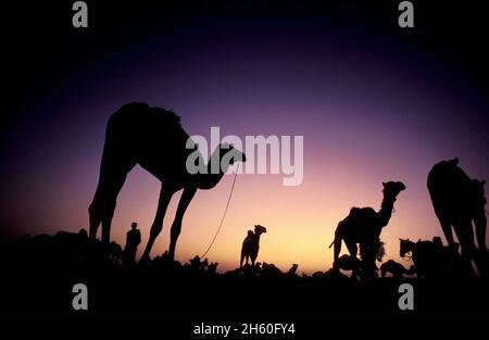 Pakistan, Balouchistan, annual camel fair of Sibi Stock Photo