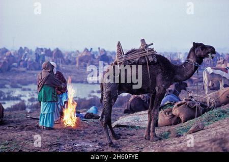 Pakistan, Balouchistan, annual camel fair of Sibi Stock Photo