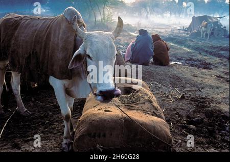 Pakistan, Balouchistan, annual camel fair of Sibi Stock Photo