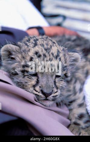 Pakistan. Northen Area. Hunza area. Baby snow leopard Stock Photo