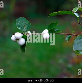 The fruit of the Common Snowberry, Symphoricarpos albus, an invasive shrub growing in Alderford Common SSSI at Alderford, Norfolk, England, UK. Stock Photo